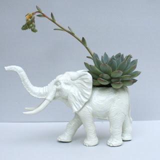 La Tía Púa, macetas y cáctus