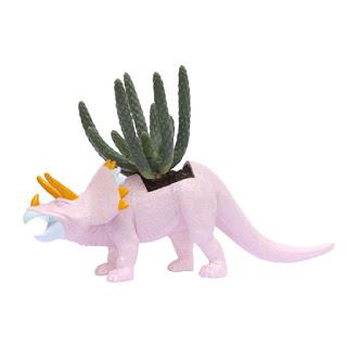 La Tía Púa, macetas y cáctus