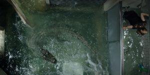 Infierno bajo el agua (Crawl) | Blog de cine