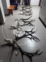 PIEDRA DEL ÁGUILA.- SECUESTRAN CABEZAS DE CIERVO QUE SERÍAN ENVIADAS A BUENOS AIRES