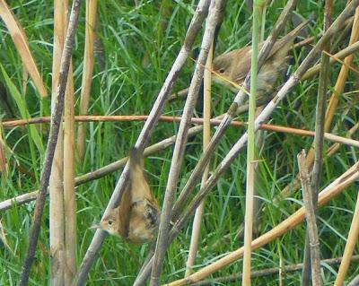 El migrante del carrizal