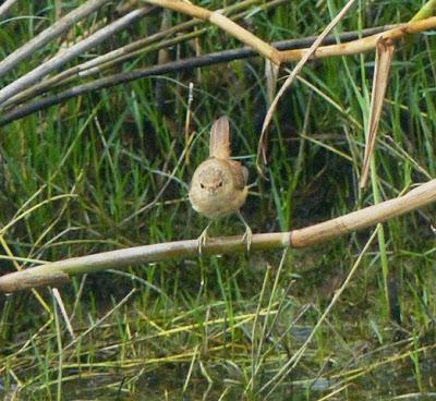 El migrante del carrizal