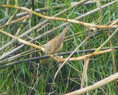 El migrante del carrizal