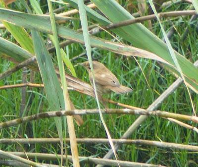 El migrante del carrizal