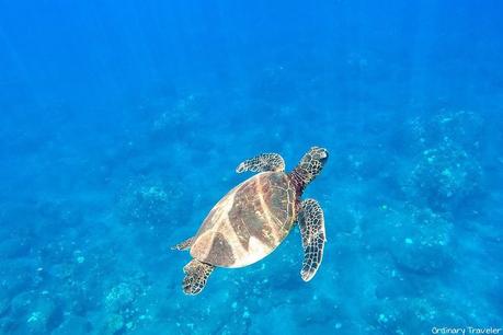 ▷ El mejor momento para visitar Hawái (según lo que desee ver) winter-things-to-do-hawaii ▷ El mejor momento para visitar Hawái (según lo que desee ver)