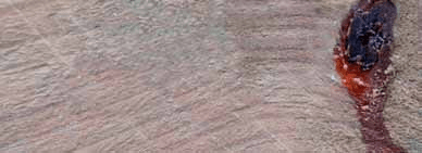 Las 6 Particularidades de la Madera que debes conocer.