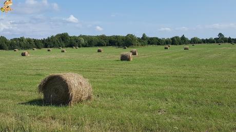Estonia en 5 días: Saaremaa y Muhu