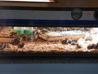 Iguazú: Información general de la zona y de Puerto Iguazú Iguazú: Información general de la zona y de Puerto Iguazú