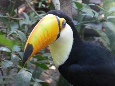 Iguazú: Información general de la zona y de Puerto Iguazú Iguazú: Información general de la zona y de Puerto Iguazú