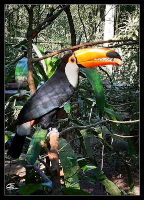 Iguazú: Información general de la zona y de Puerto Iguazú Iguazú: Información general de la zona y de Puerto Iguazú