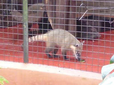 Iguazú: Información general de la zona y de Puerto Iguazú Iguazú: Información general de la zona y de Puerto Iguazú