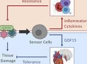 ¿Cómo Sobreviven Humanos Infecciones?