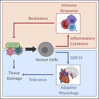 ¿Cómo Sobreviven los Humanos a las Infecciones?
