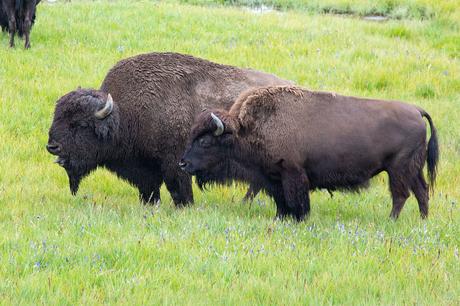 Yellowstone-Bison.jpg.optimal ▷ 18 cosas increíbles que hacer en el Parque Nacional de Yellowstone