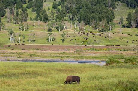 Lamar-Valley-Bison.jpg.optimal ▷ 18 cosas increíbles que hacer en el Parque Nacional de Yellowstone