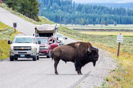 Bison.jpg.optimal ▷ 18 cosas increíbles que hacer en el Parque Nacional de Yellowstone