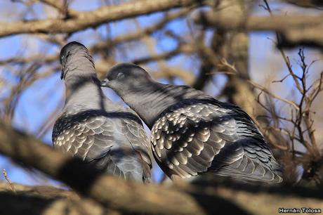 Apareamiento y acicalamiento de paloma manchada