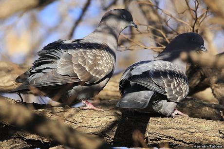 Apareamiento y acicalamiento de paloma manchada