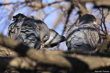 Apareamiento y acicalamiento de paloma manchada