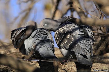 Apareamiento y acicalamiento de paloma manchada