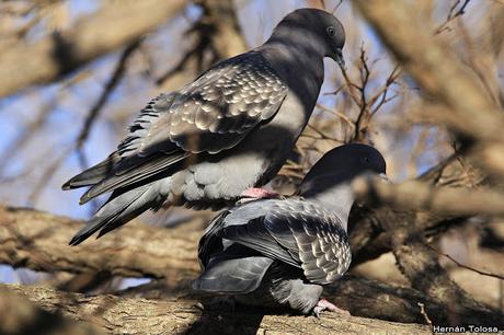 Apareamiento y acicalamiento de paloma manchada