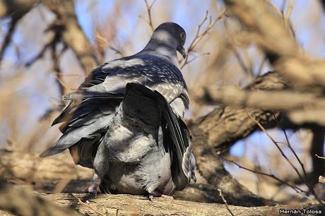 Apareamiento y acicalamiento de paloma manchada
