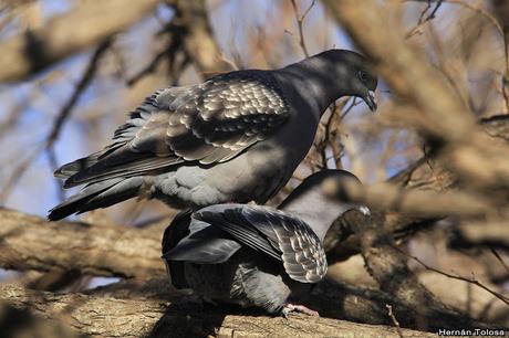 Apareamiento y acicalamiento de paloma manchada