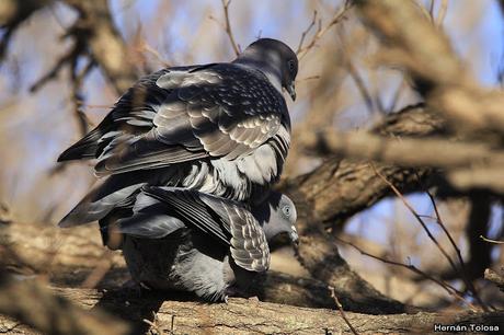 Apareamiento y acicalamiento de paloma manchada