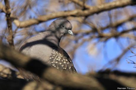 Apareamiento y acicalamiento de paloma manchada
