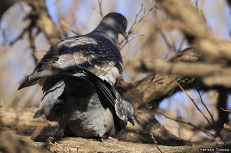 Apareamiento y acicalamiento de paloma manchada