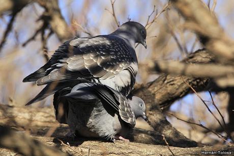Apareamiento y acicalamiento de paloma manchada