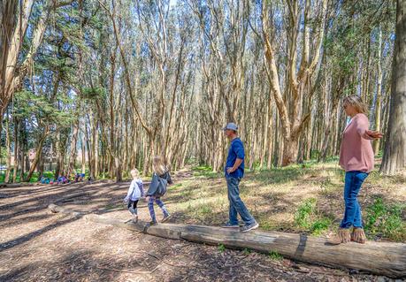 wood-line-the-presidio-park ▷ 20 gemas ocultas en San Francisco que aman los lugareños