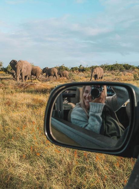 elephants-photography-south-africa ▷ Cómo hacer que tu blog se destaque de la multitud