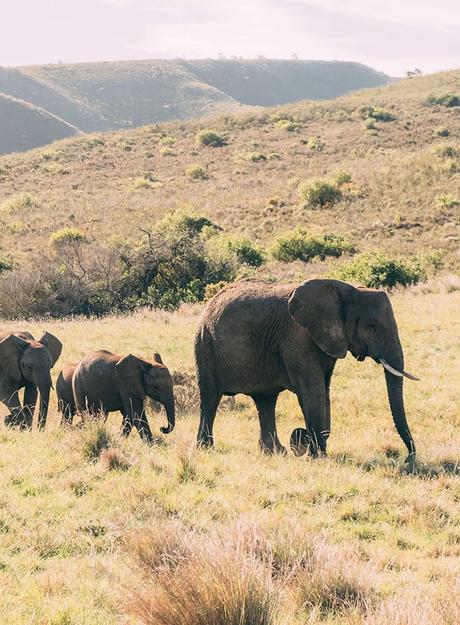 elephants-safari-south-africa ▷ Cómo hacer que tu blog se destaque de la multitud