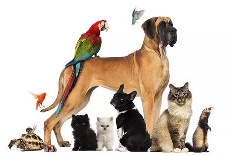 Tener una mascota en casa mejora la salud