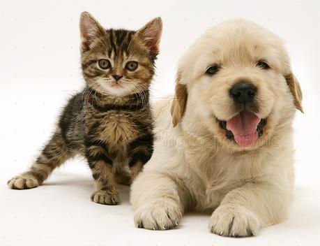 Una vida larga y saludable para su mascota