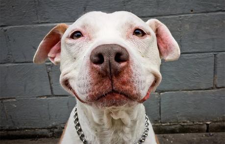 La magia que poseen los perros