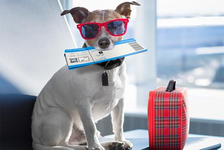 Guía para viajar con mascotas