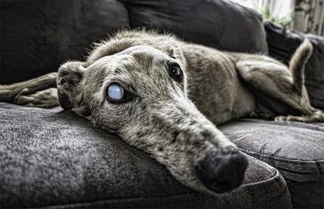 Cuando los perros se hacen viejos