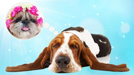 Los sueños de los perros