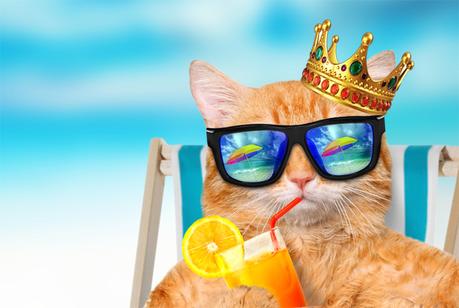 8 diferencias que ponen a los gatos por encima de los perros