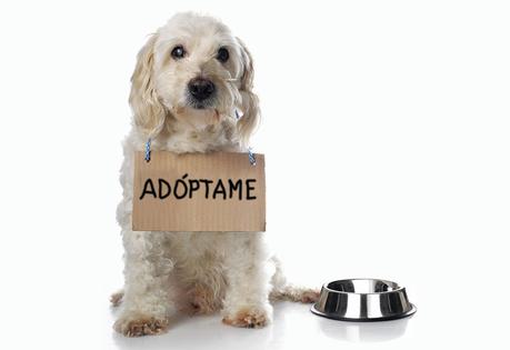 Comprar un perro de raza o adoptar un perro callejero