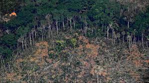 ¿Quién quema la Amazonia?
