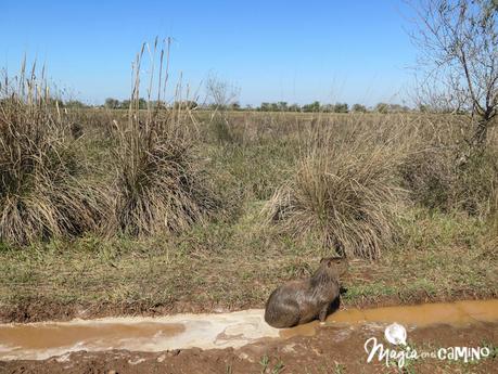 Cómo llegar a los Esteros del Iberá