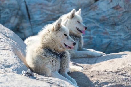 dog-sleds ▷ Cosas que hacer en Kangerlussuaq, Groenlandia