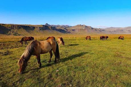 Icelandic-horses-on-Snaefellsnes-Peninsula-in-Iceland.jpg.optimal ▷ Su guía definitiva para la península de Snæfellsnes (+ itinerario y mapa)