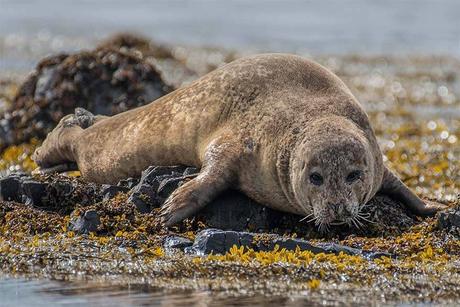 Icelandic-seal.jpg.optimal ▷ Su guía definitiva para la península de Snæfellsnes (+ itinerario y mapa)