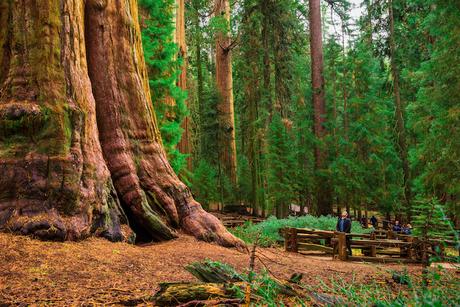 sequoia_national_park ▷ 25 mejores parques nacionales en los EE. UU.