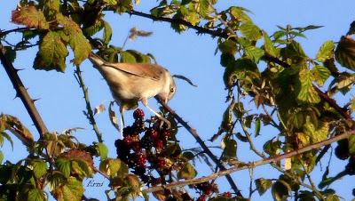 Curruca zarcera (Sylvia communis) Hoy he comprobado en La...