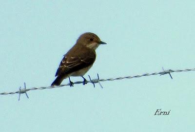 Curruca zarcera (Sylvia communis) Hoy he comprobado en La...